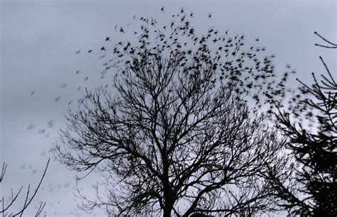 bird swarm   tree stock photo freeimagescom