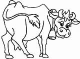 Mucca Colorear Cows Colouring sketch template