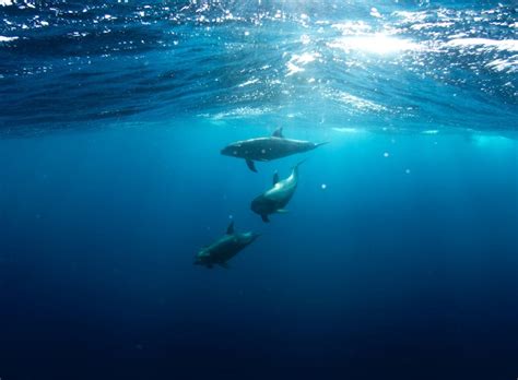wist je dat dolfijnen op kogelvis bijten om high te worden dieren weetjes