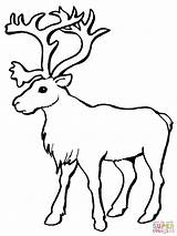 Pintar Reno Renos Caribou Reindeer Nariz Rudolph sketch template