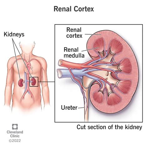 renal cortex kidney anatomy function conditions