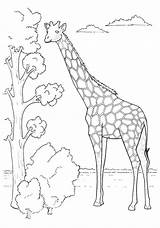 Jirafa Giraffe Giraffes Jirafas Arbol Tiere Bestappsforkids Comiendo Dibujoscolorear Zeichnen Comiedo Squidoo sketch template