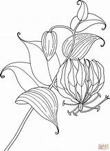 Lily Coloring Glory Calla Lilies Gloriosa Tropical Pages Flower Easter Rothschildiana Printable Clipart Tiger Drawing Simple Color Plant Getdrawings Drawings sketch template
