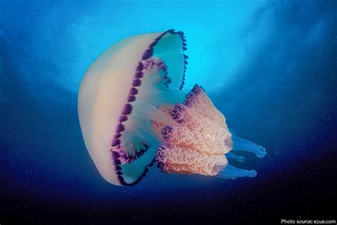 interesting facts  jellyfish  fun facts