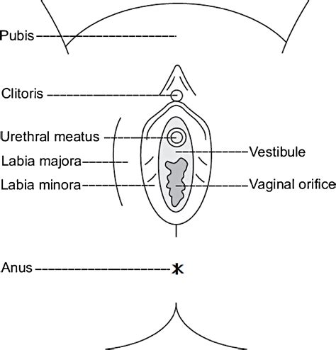 Anatomical Diversity Of The Female External Genitalia And