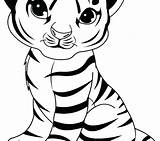 Tiger Coloring Cute Pages Baby Tooth Drawing Color Saber Tigers Tigger Cartoon Printable Preschool Drawings Getcolorings Getdrawings Clipartmag Print Colorings sketch template