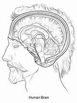 Brain Coloring Cerebro Colorear Humano Human Colorare Anatomy Kolorowanka Cell Mózg Rysunek Cervello Mozg Człowieka Umano Disegni sketch template