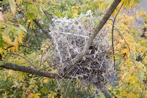 birds   anti bird spikes    nests  scientist