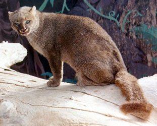 jaguarundi facts big cat rescue