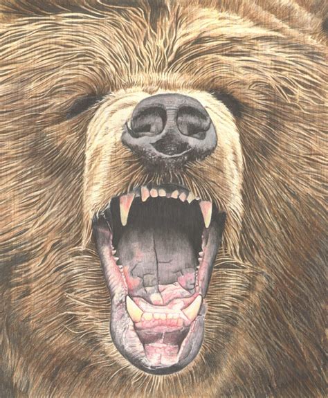 growling grizzly bear colored pencil drawing illustrated  etsy