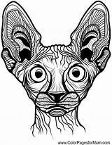 Coloring Gatos Animal Pages Colorpagesformom Mandala Sphynx Cat Tattoo sketch template
