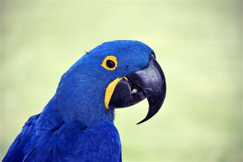 blue macaw bird  stock photo public domain pictures