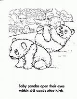 Panda Coloring Giant Pages Print Printable Cute Popular Crafts Color Choose Board sketch template