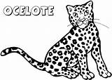 Leopardo Ocelot Ocelotes Cucciolo Coloradisegni Pages2color Brisa sketch template