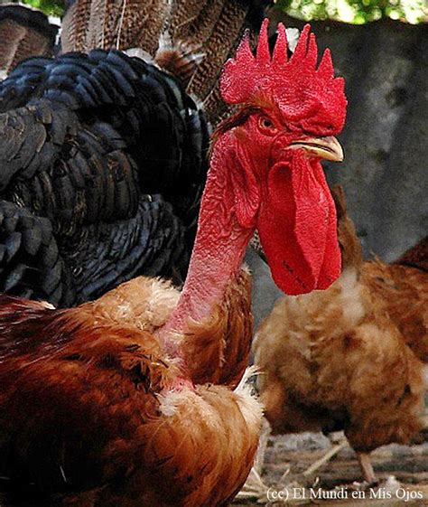 27 Best Naked Neck Chickens Images On Pinterest