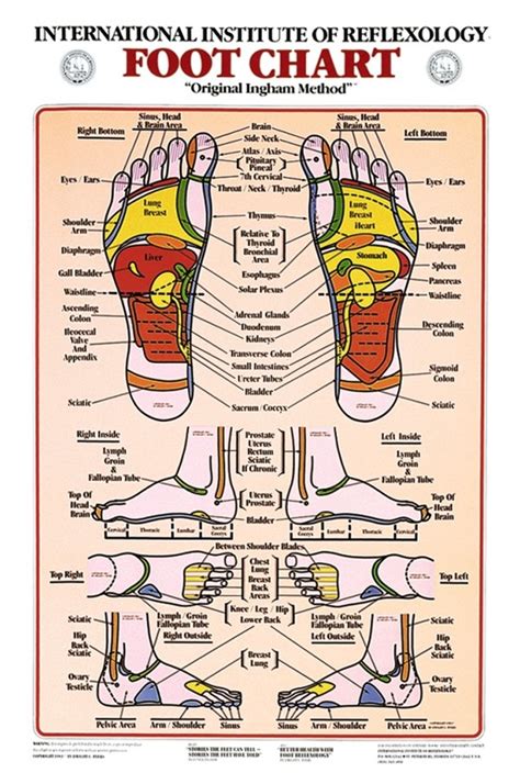 Foot Reflexology Anatomical Chart Anatomy Models And