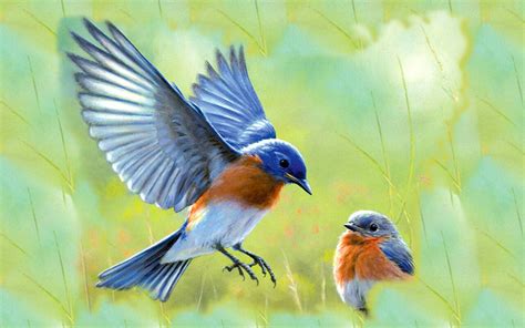 eastern bluebird hd wallpapers background images