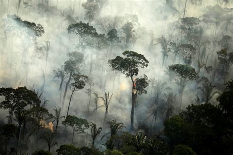 deforestation  brazils amazon rainforest  hit  highest level