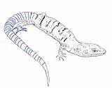 Lizard Coloring Pages Blue Tongue Skink Color Kids Printable Drawings Drawing Bestcoloringpagesforkids sketch template