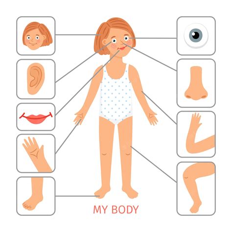 manual instalaciones dependiente dibujo de las partes del cuerpo humano