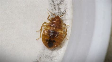 Simple Steps To Help Avoid Hotel Bedbugs