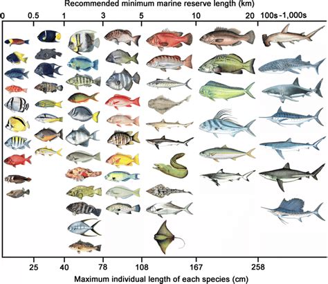 recommended minimum marine reserve length km required   fish  scientific diagram
