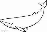 Whales Baleen Coloringall Minke Beluga sketch template