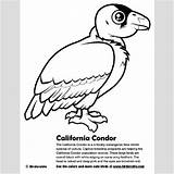 Andean Condor sketch template