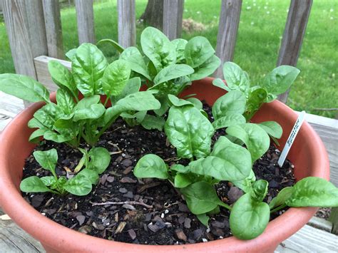 grow  spinach