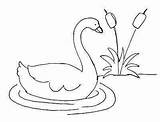 Cisne Cisnes Colorir Laminas Diversos Aporta Utililidad Deseo Pueda sketch template