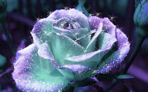 pin  renaroo   roses beautiful roses rose flower hd purple roses