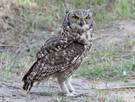 cool   spotted eagle owls animaltalk
