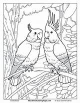 Coloring Birds Pages Rainforest Getcolorings Printable sketch template