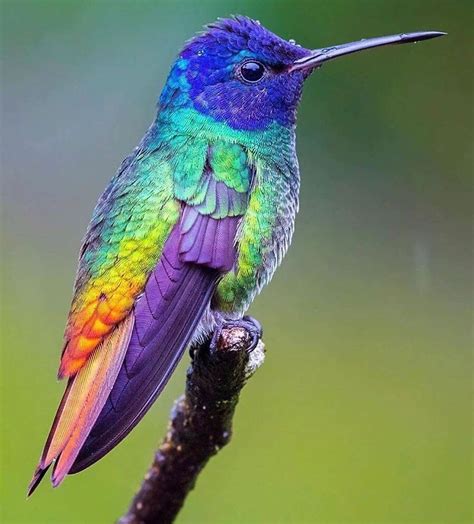 colorful hummingbird perched  tree branch