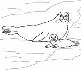Seal Coloring Pages Baby Harp Mother Seals Color Printable Print Sheet Cute Elephant sketch template
