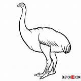 Animals Extinct Moa Drawing Draw Step Dinosaurs sketch template
