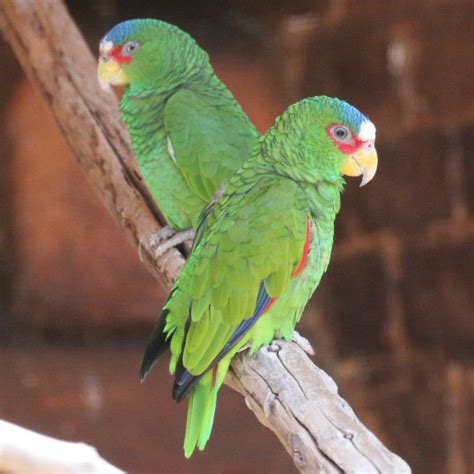 spectacledwhite fronted amazon parrot