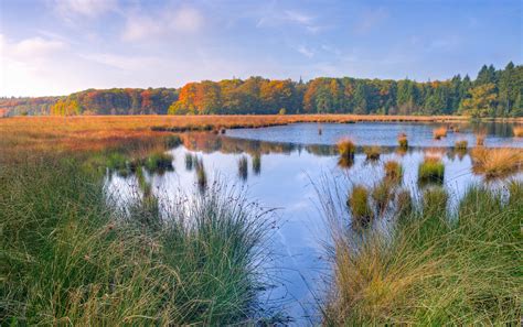 picture swamp ecology marshland salt marsh nature landscape