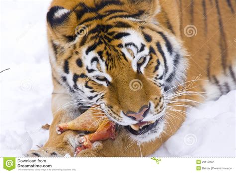 de siberische tijger eet stock foto image  siberisch