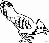Cuervo Jays Kolorowanka Gralha Colorir Ptak Parrot Druku Kolorowanki Ptaki Vogel Drawing Birds Singen Tiere Colouring Bluebird Clipartmag Animado Za sketch template