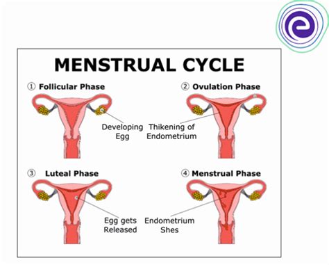 phases of menstrual cycle stages occurence hormones ovulation