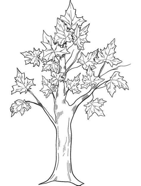 fall tree coloring coloring pages