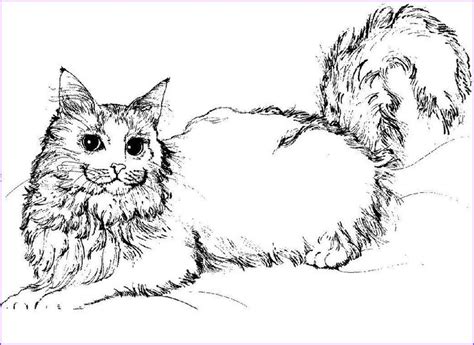 elegant realistic cat coloring pages  cat coloring page