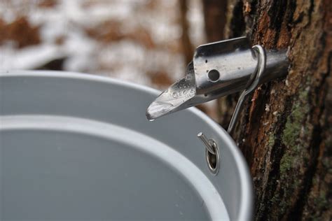 tap  maple tree  syrup forest wildlife