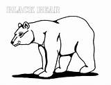 Coloring Bear Pages Color Animals Sheet Bears American Town Printable Popular sketch template