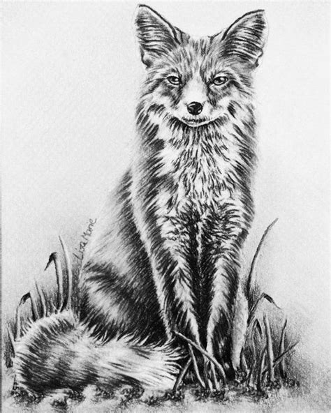fox animal coloring book page adult coloring book coloring page