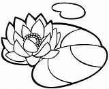 Coloring Waterlily Pages sketch template