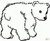 Ausmalbilder Malvorlagen Bär Bären Malen Malvorlage Baer Süße sketch template
