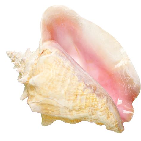 slit  pink conch shell    seasationals