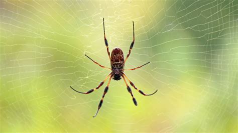 Noticing More Spiders In Your House Than Usual This Is Why